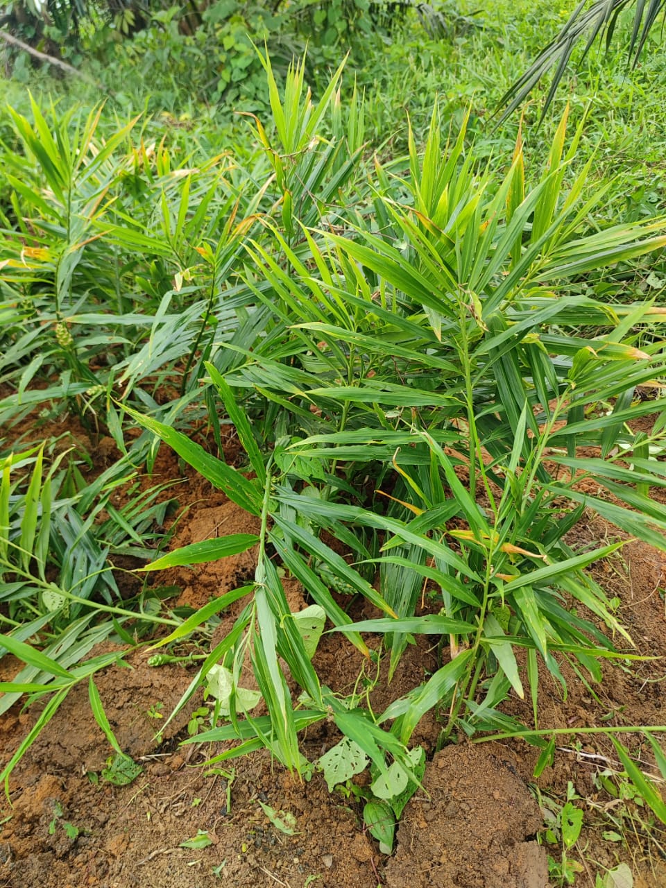 Plantation Koukoué